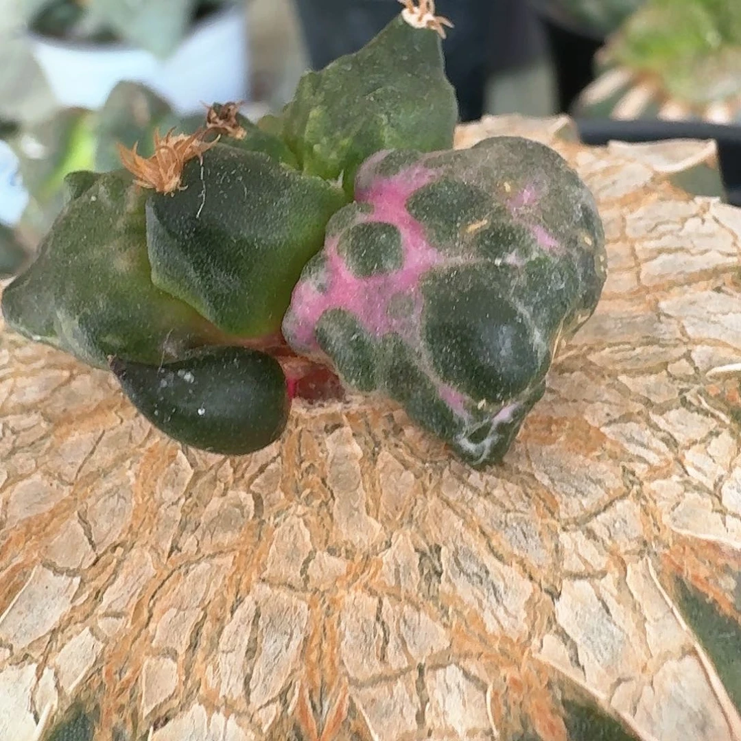 【闪购商品】无花朵花*卷外星蛋怒583