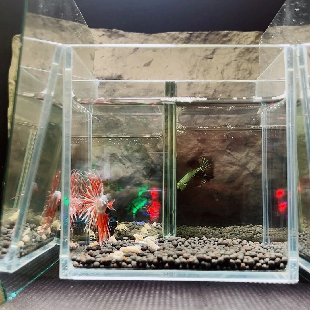 斗鱼精品精品精品精品精品精品