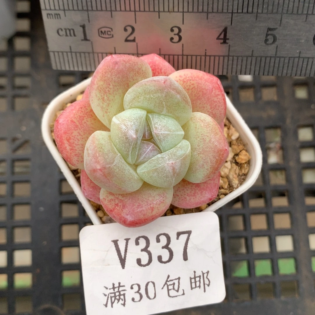 337。糖心冰玉。粉心。