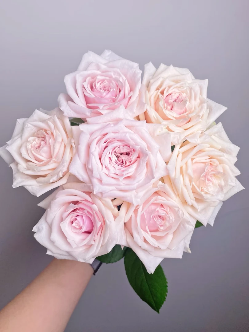 [香巴拉]玫瑰一单不发货！！