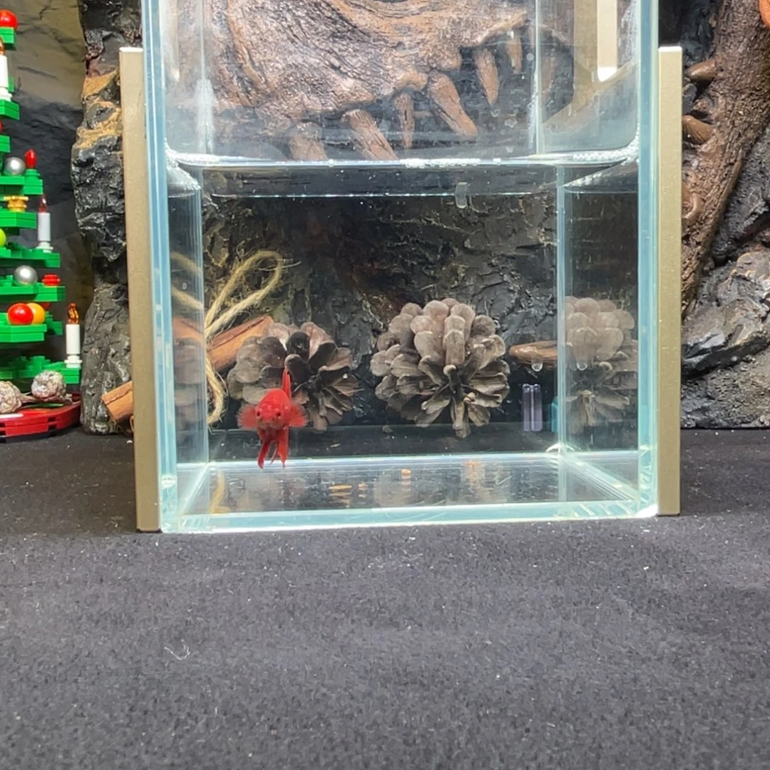 斗鱼十二月二十八日竞价