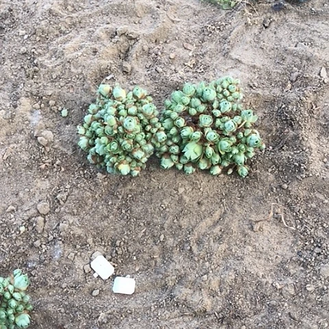 山地玫瑰二棵多肉41