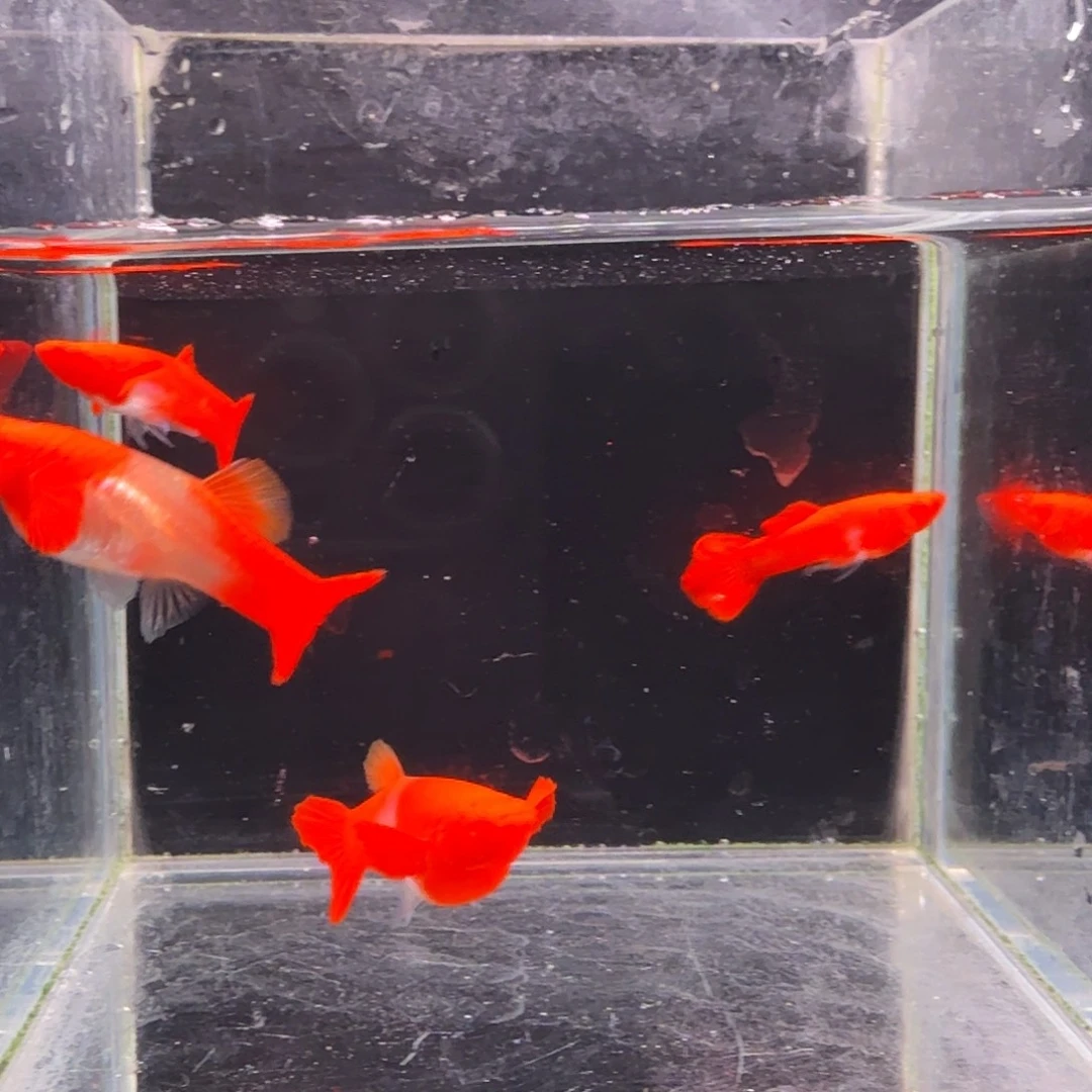 孔雀鱼鸿运当头双份水2对