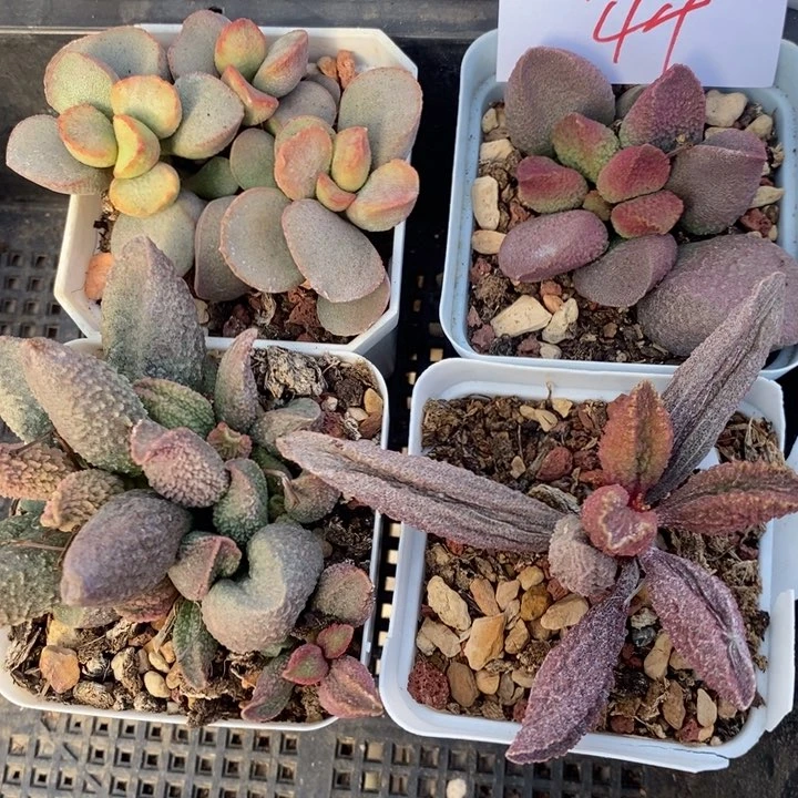 2758大颗水泡一组