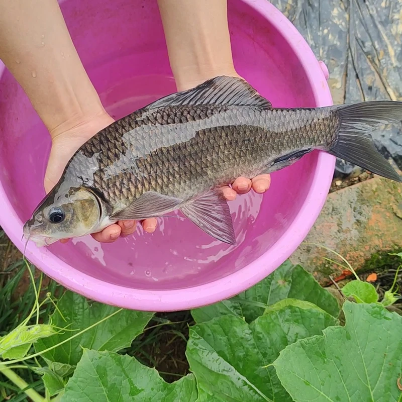 岩原鲤小鱼四川发货淡水养殖食用观赏均可