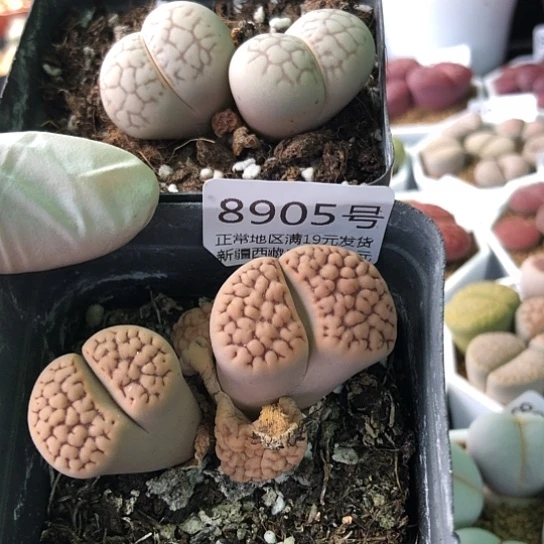 Y****n8905，如图