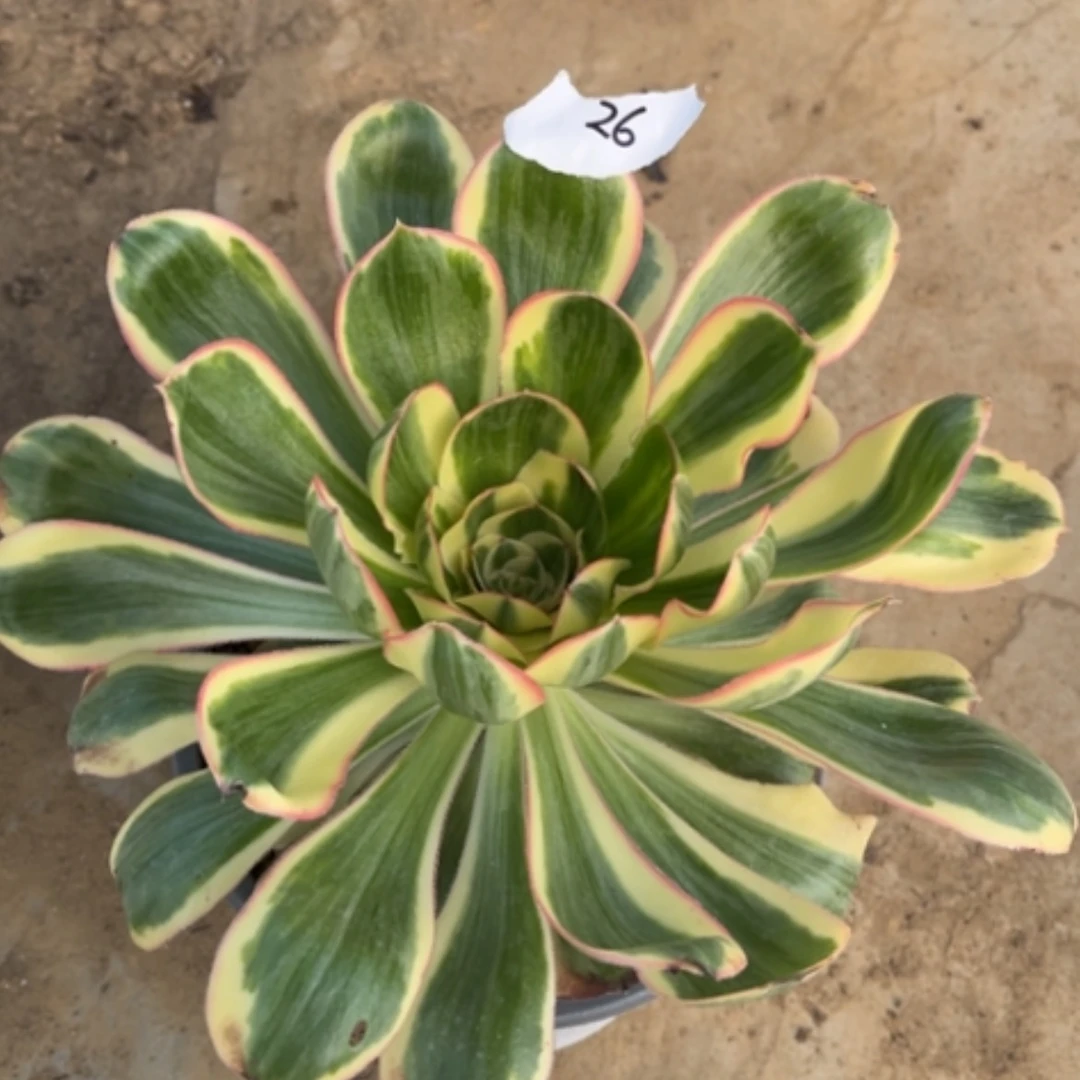 【闪购商品】26艳姿锦多肉法师