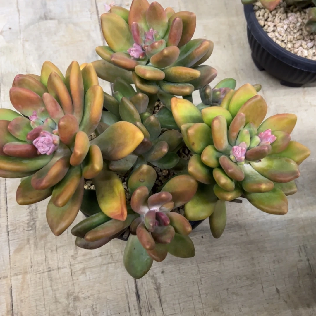 莲***花kk奶38 零零多肉植物