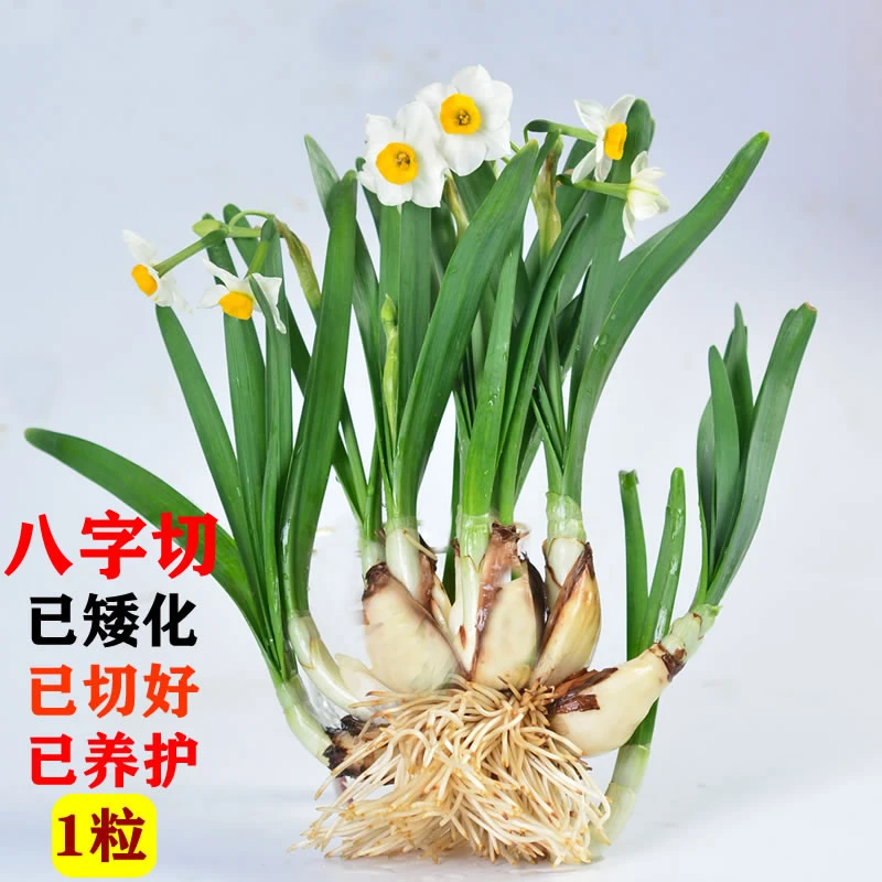 [勤劳鸟叔家的水仙花]花王 漳州水仙花养护矮化种球八字切年宵花