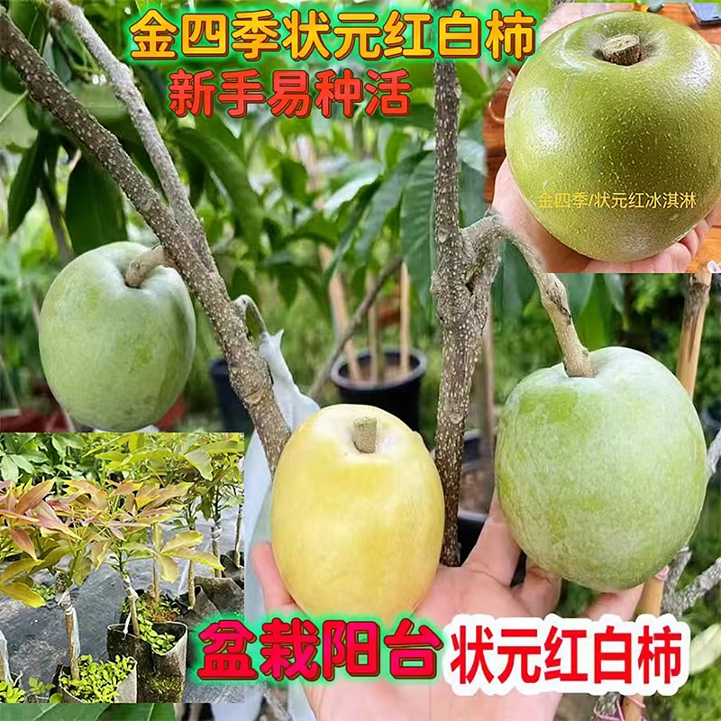 新品种巧克力嫁接红冰淇淋果树苗白柿南北方抗寒种植大果芭乐庭院