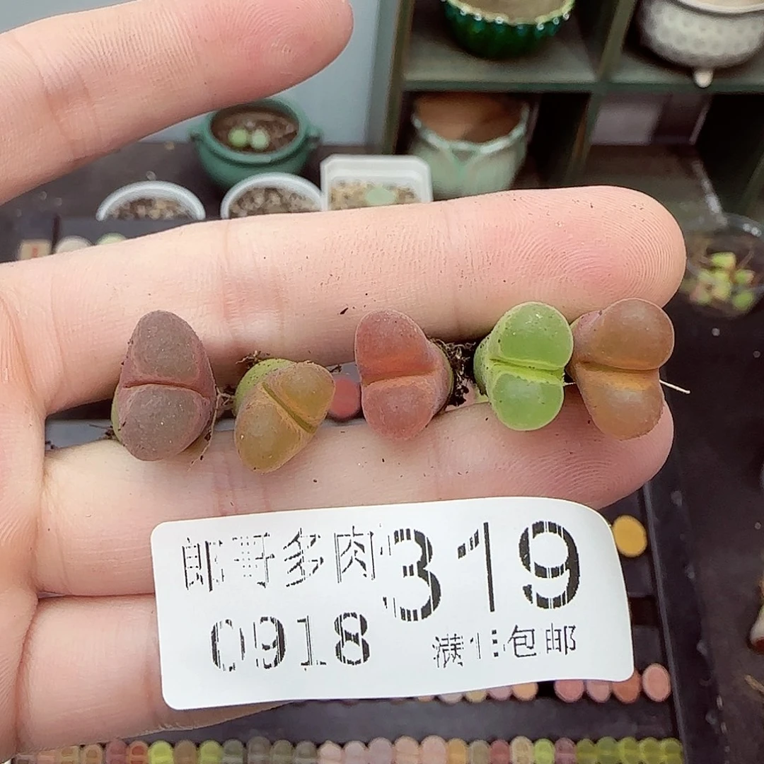 满满18包邮0918-319