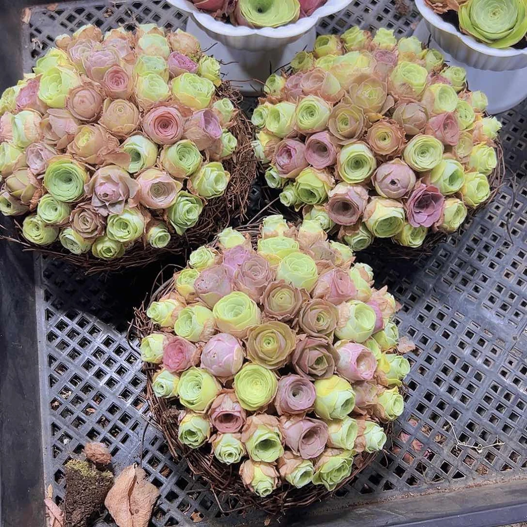 小苗组合6个帕9个粉没有框