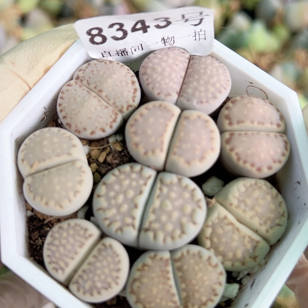 8343 好养易活生石花大母本特价饼干