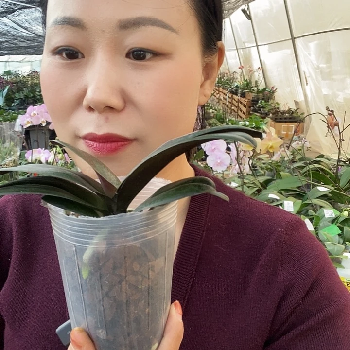 无花朵樱兰蝴蝶兰