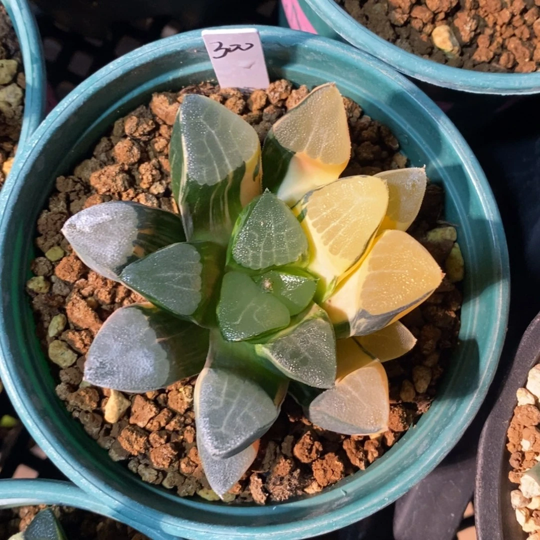 一颗实生大克锦