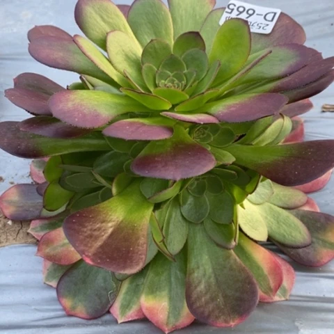 665雨荷满25包邮多肉