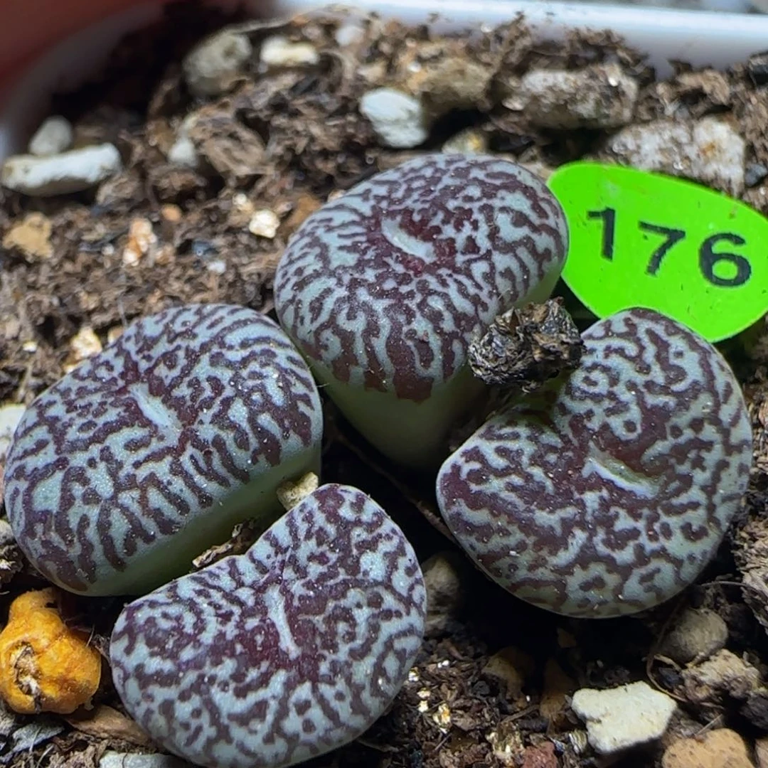 超墨漂亮多肉植物176