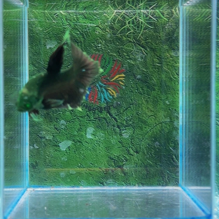 红海倒吊鱼我们是个有担当自己