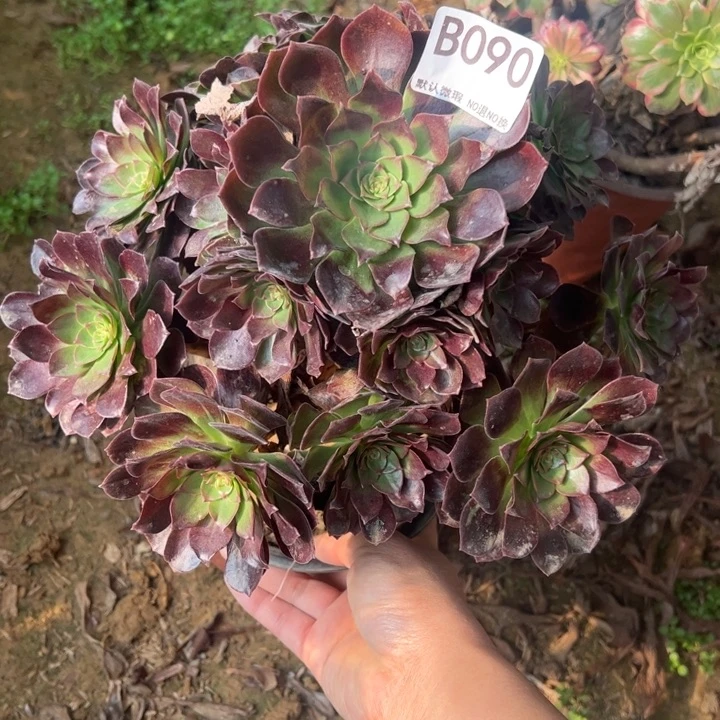 黑魔多肉植物090.