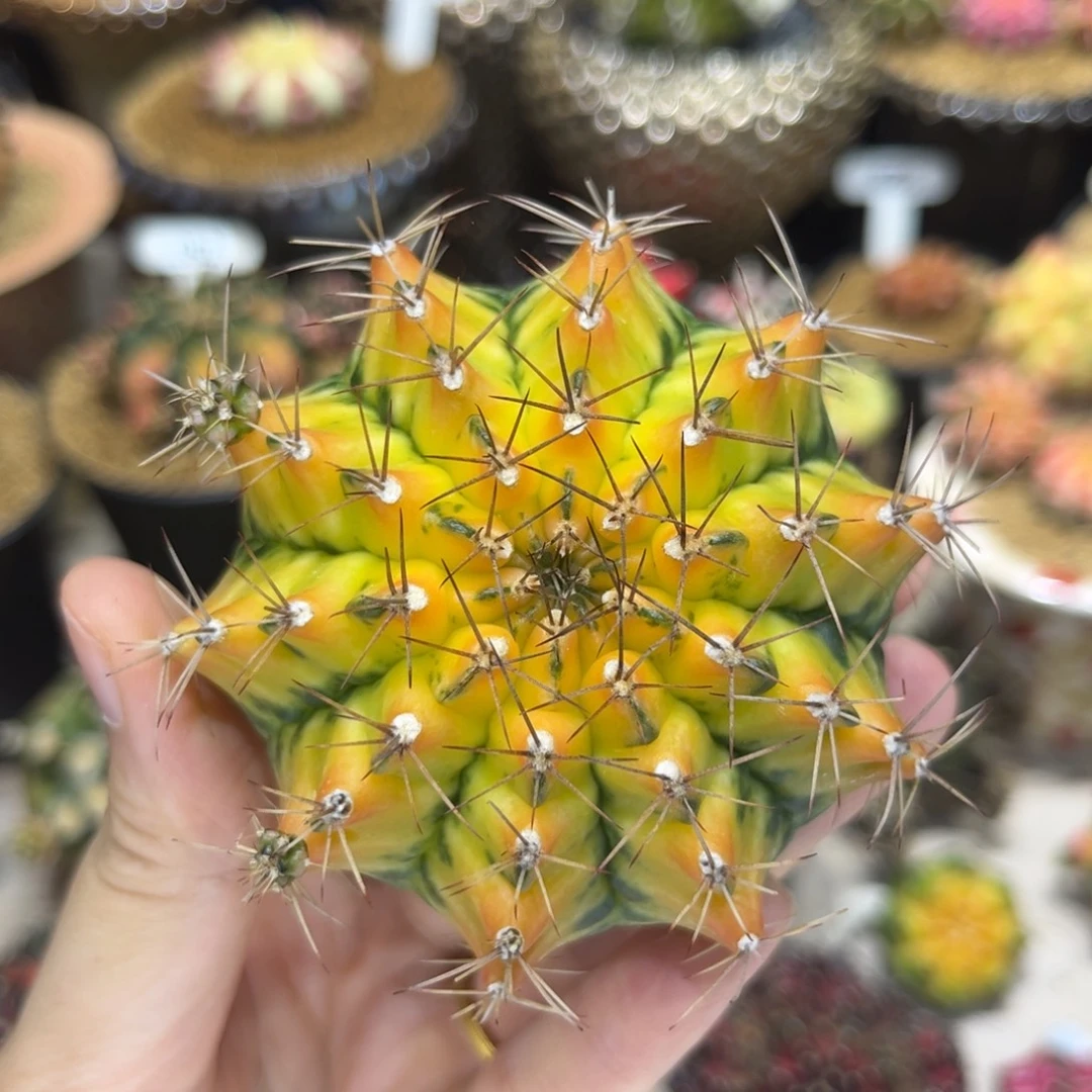 7.6cm泰系实生金色—-