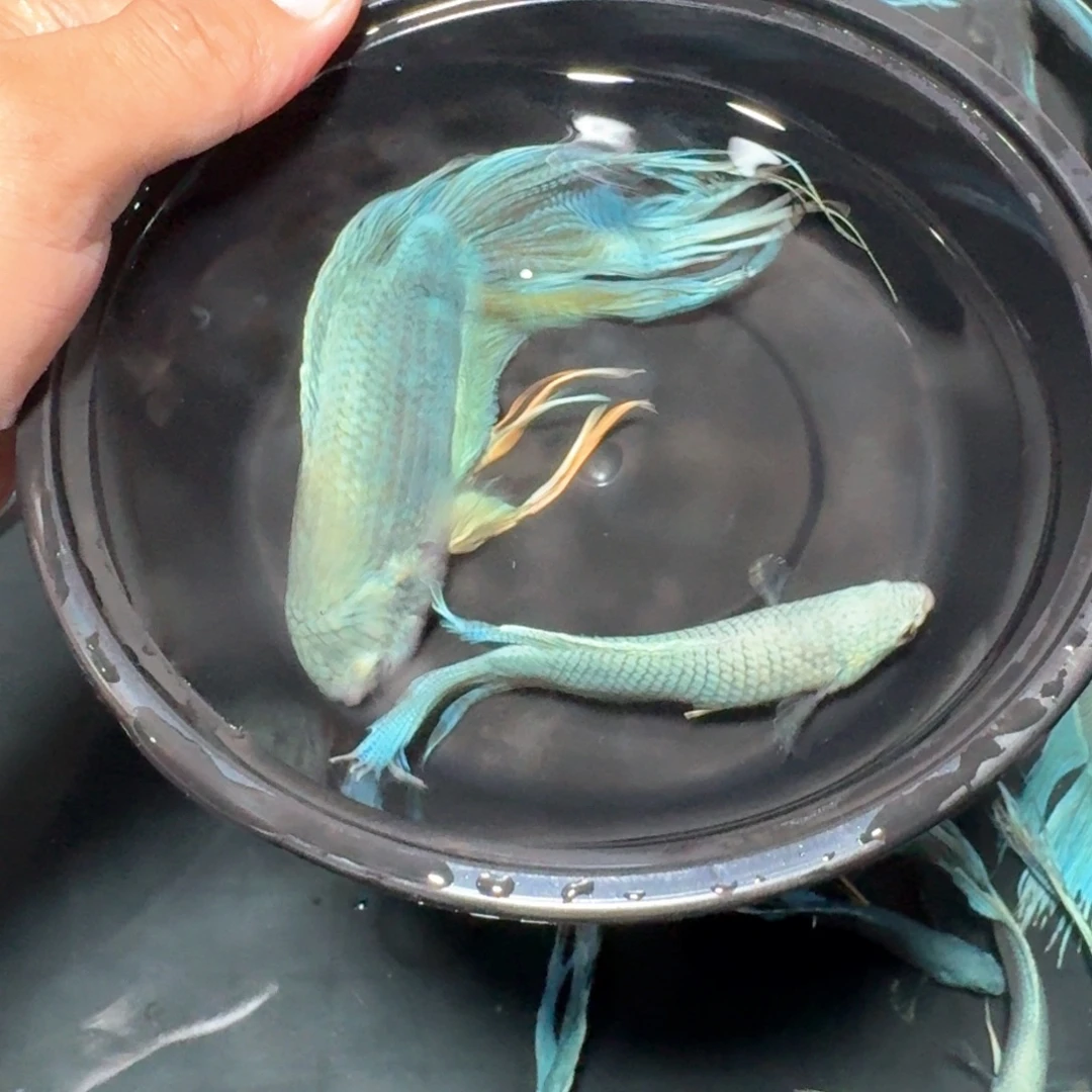 斗鱼直播间对图无纹蓝6