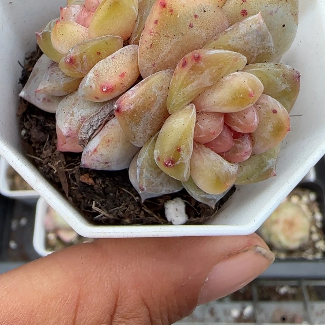 多肉小卡拉米糖心一物一拍