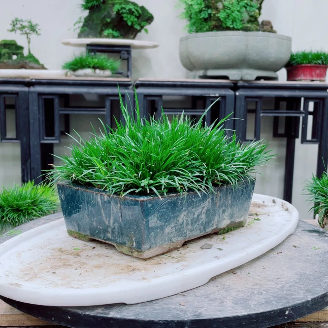 无铅玻璃渐*铁线蕨的一个分支是一