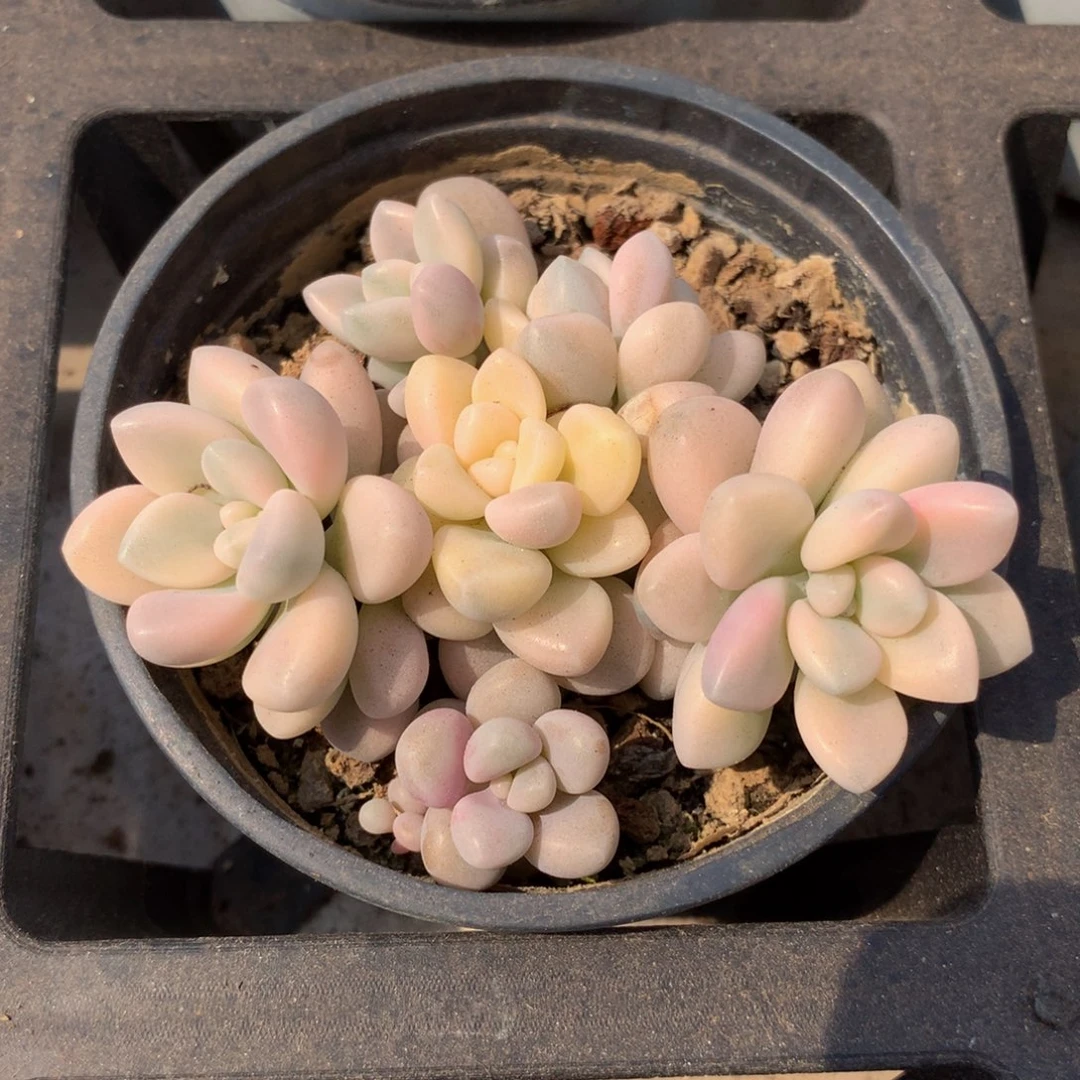 艾伦锦有砍锦上园艺一物一拍