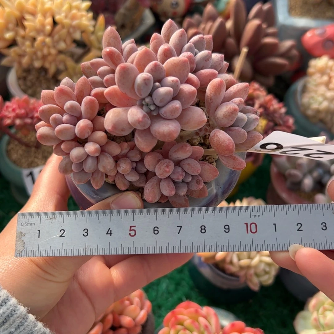 s226 多肉植物组合盆栽