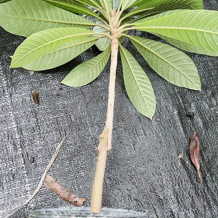 羊羔毛陳*龍246890000999