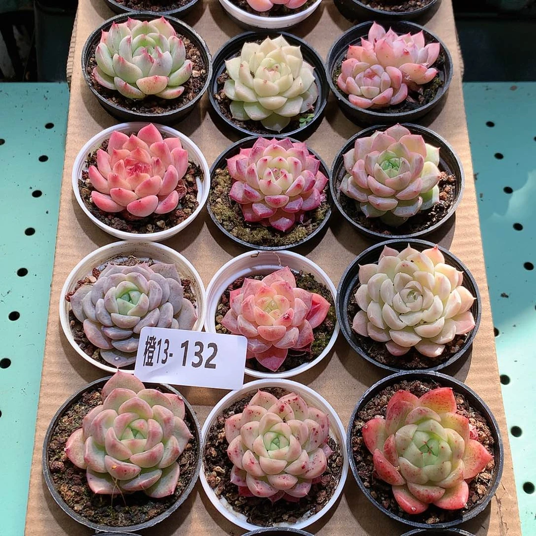 13-132一物一拍带盆18颗。