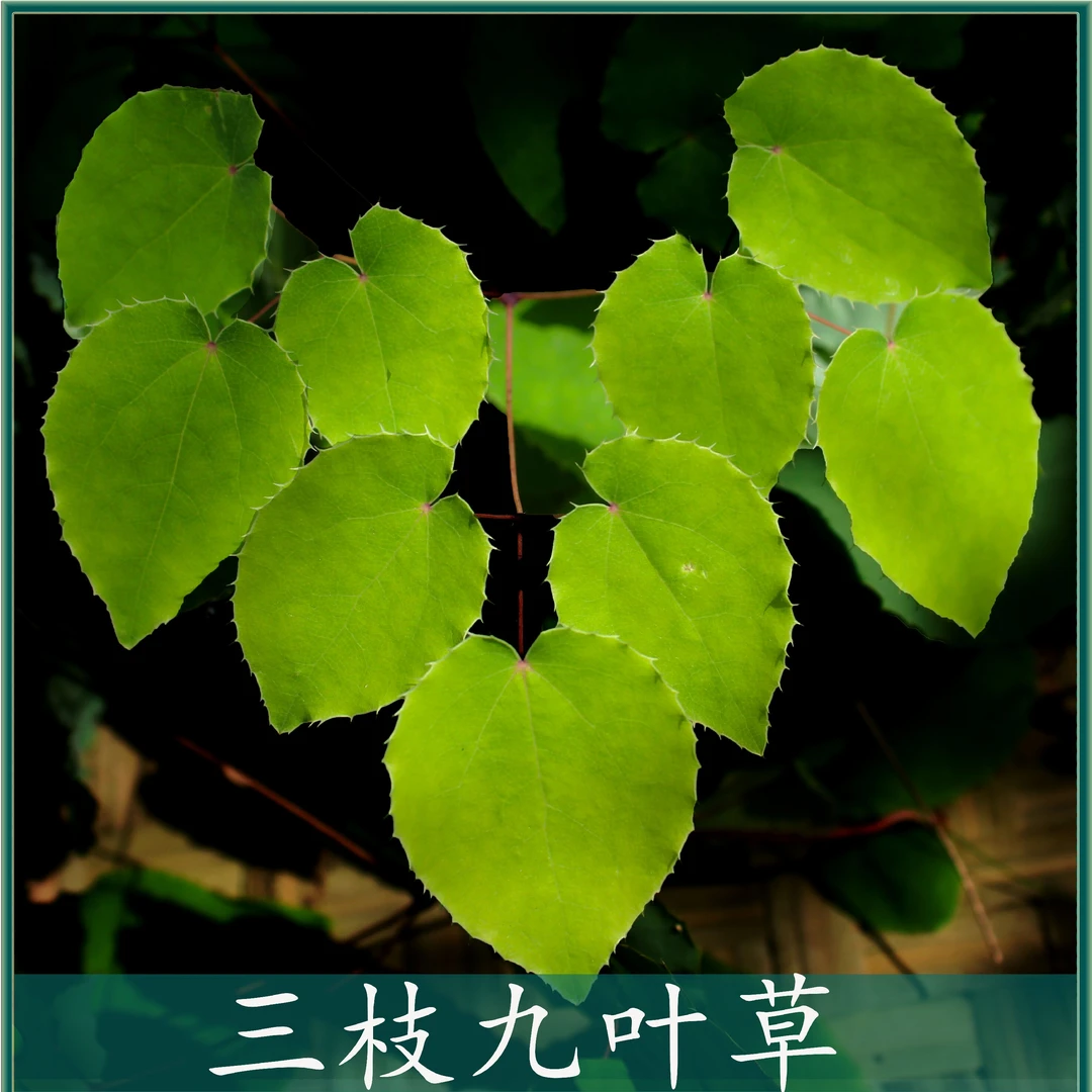 甘肃野生小圆叶三枝九叶草可搭配枸杞黄芪桑叶泡水泡酒
