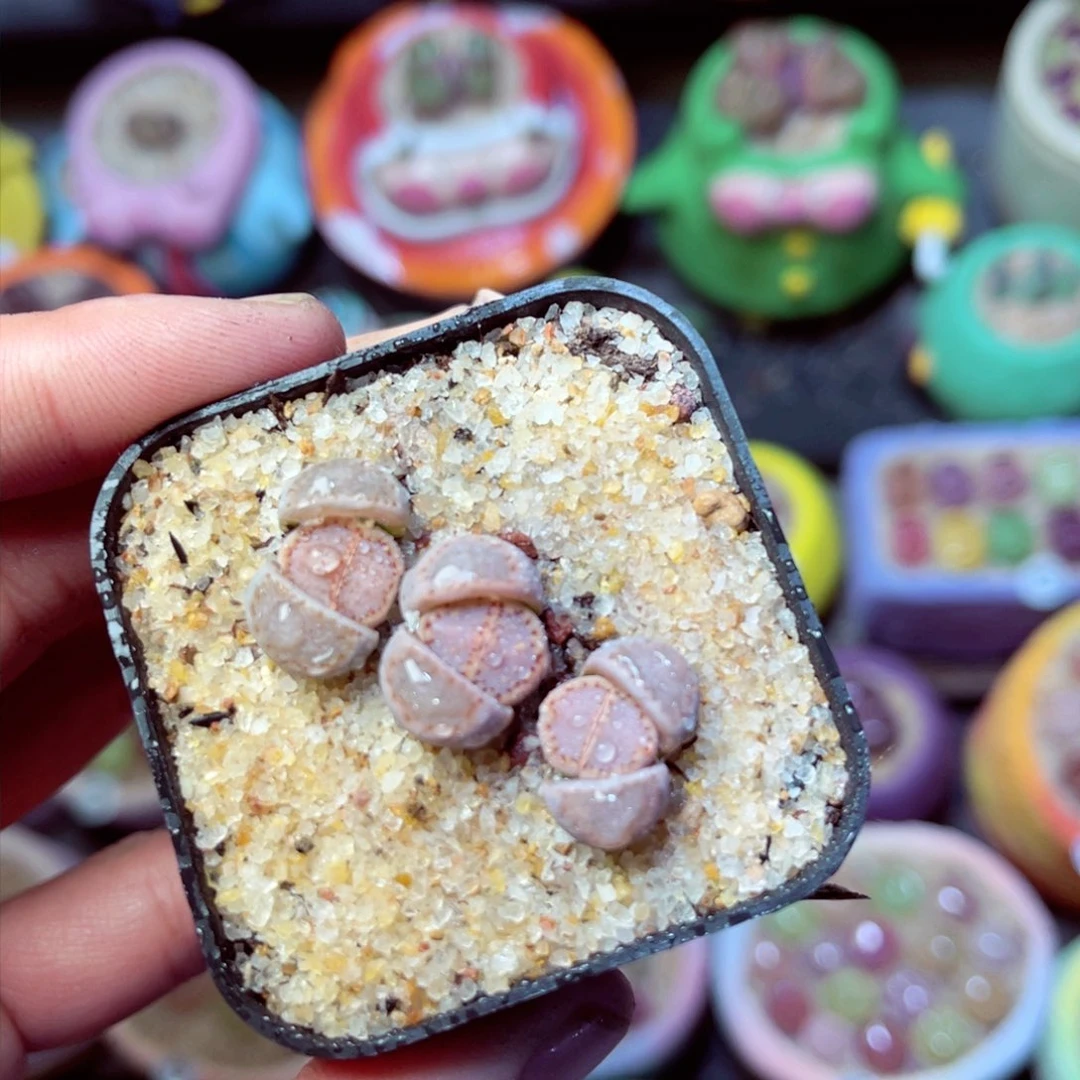 747生石花带盆发