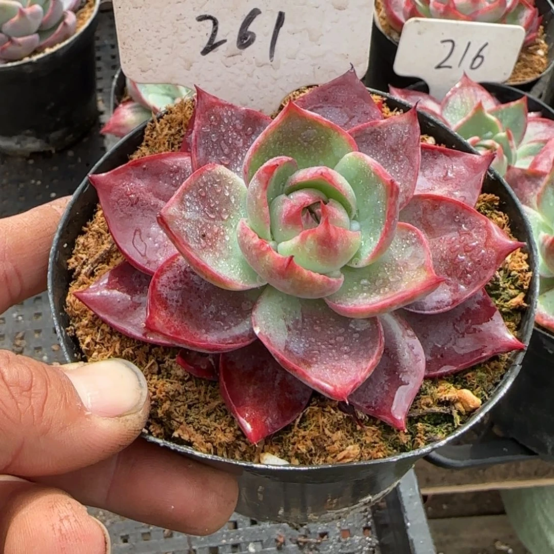 惊鸿一物一拍包装收缩花旱261