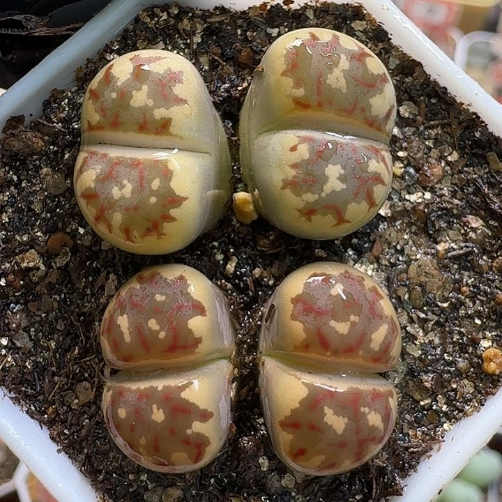 生石花1111111。   368