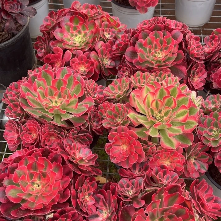 云南水蜜桃好看啦拍一个