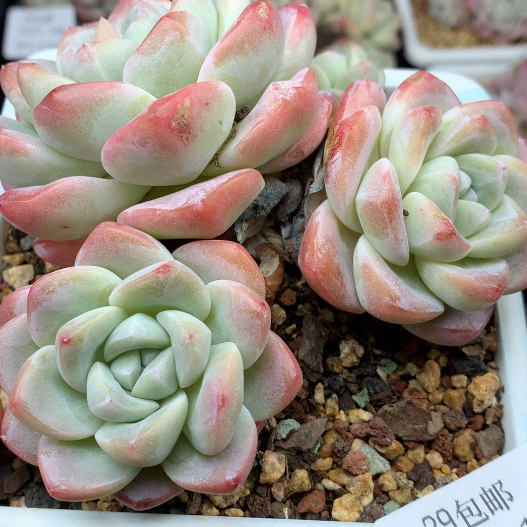 0221-113 老桩冰玉