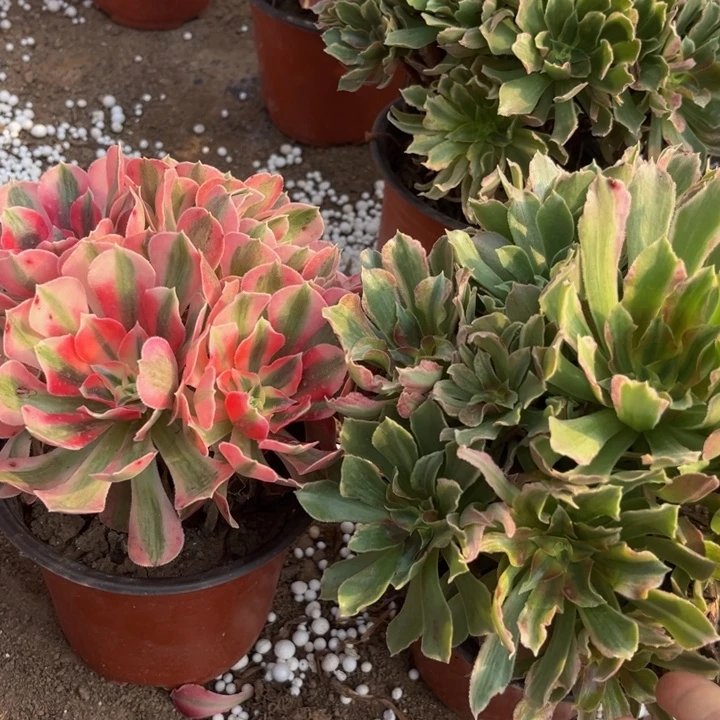 长叶粉女巫加光辉