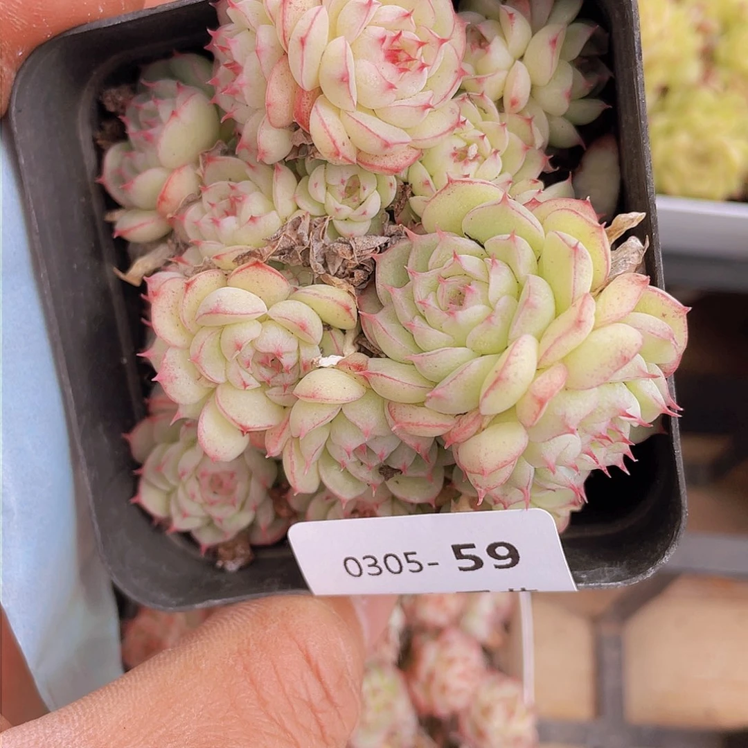 00000000000059一物一拍