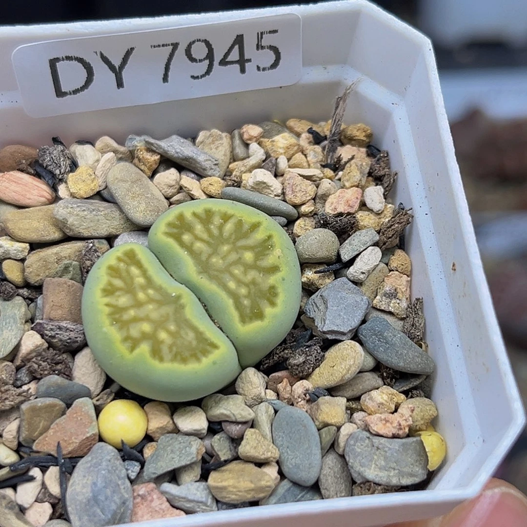 一物一拍绿菊7745