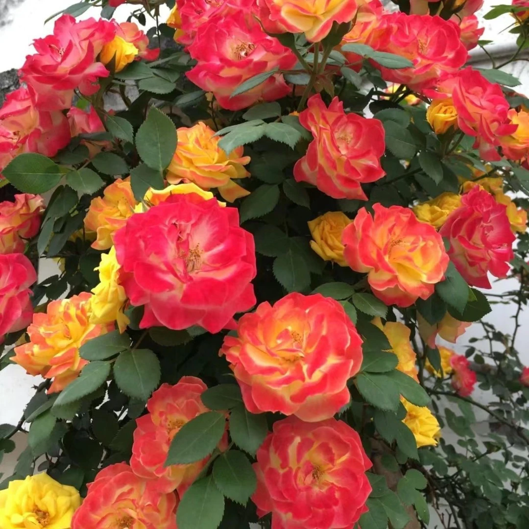 藤彩虹藤本月季爬藤庭院花卉植物大苗地栽多季节开花爬藤星花怒放