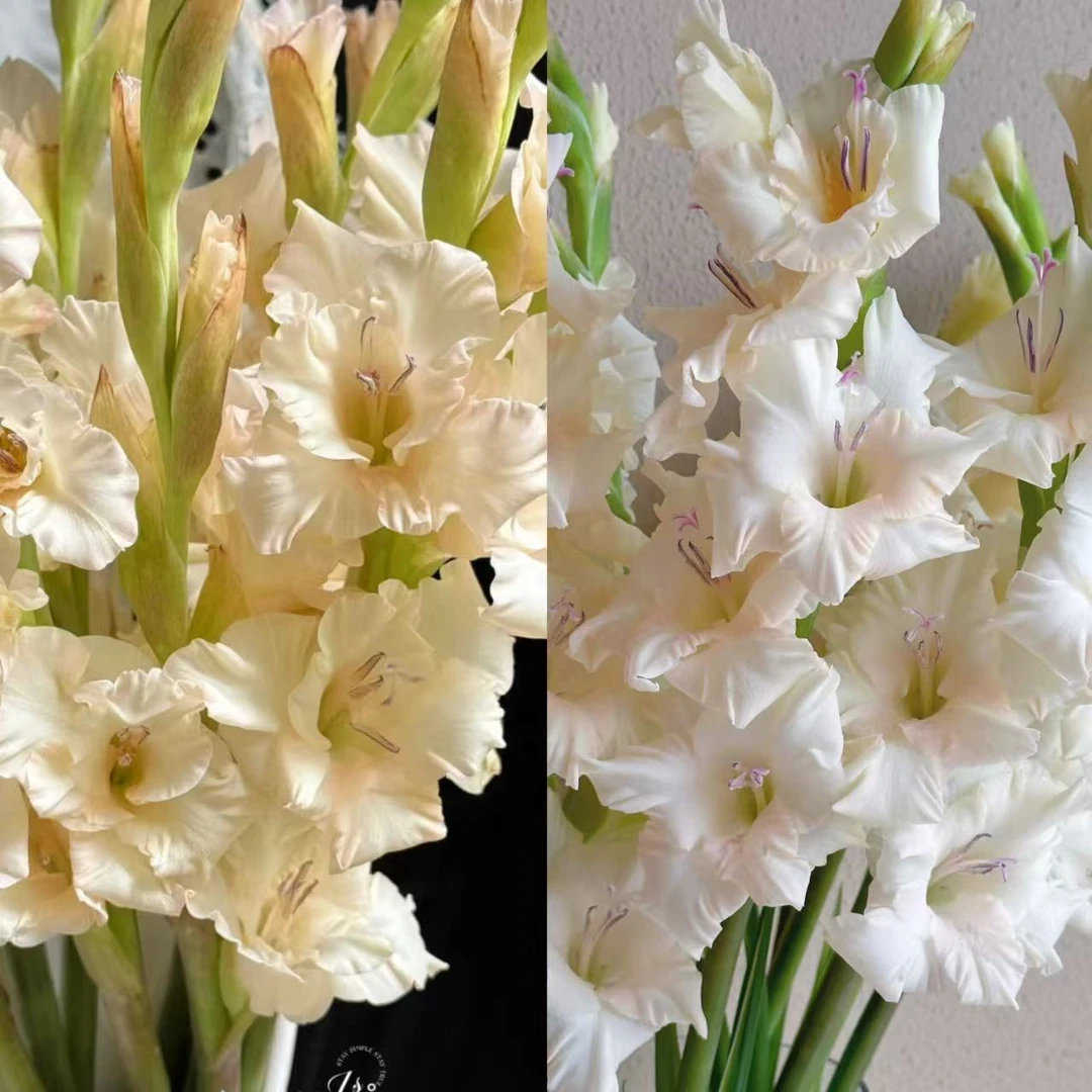 【梦幻奶油剑兰】云南优选鲜切花昆明基地直发家用插花节日