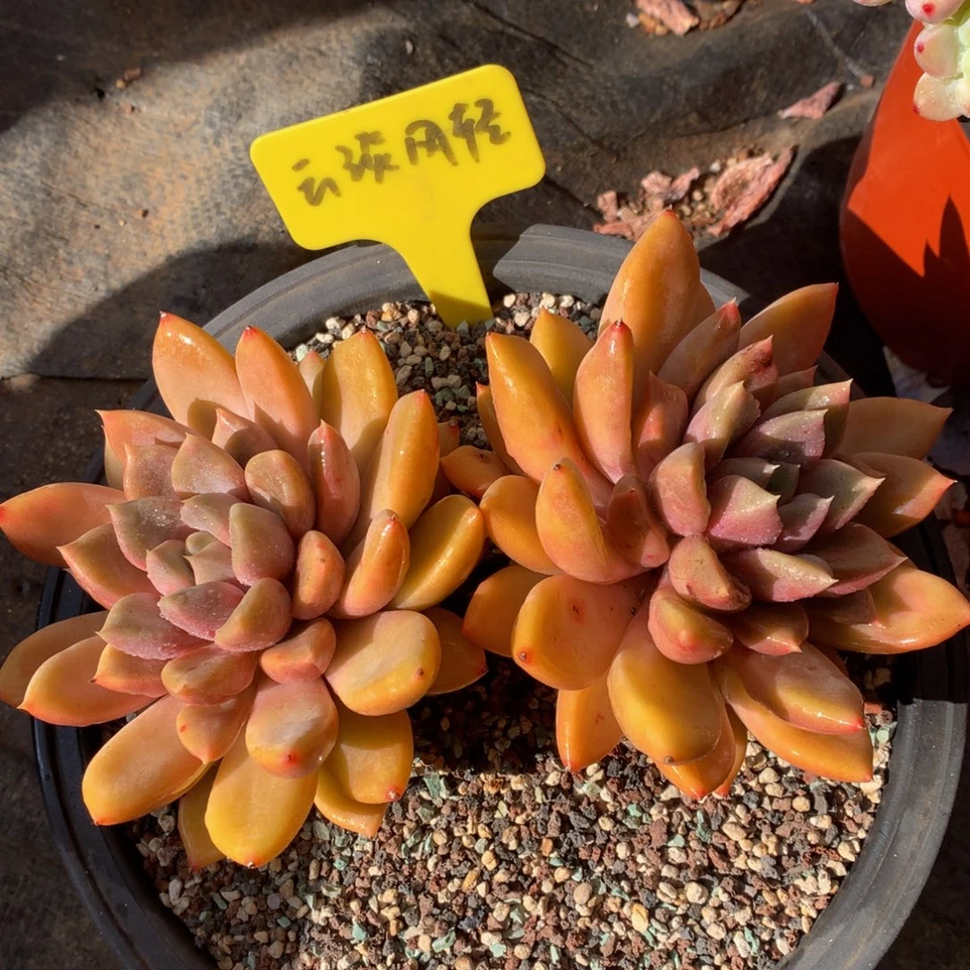 双头红象牙62627262727