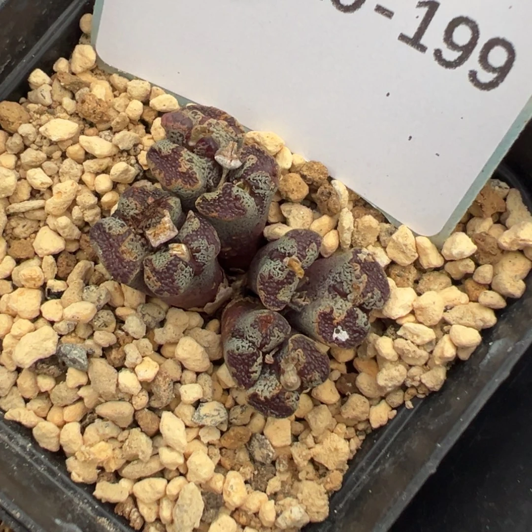 19-199肉锥多肉植物，