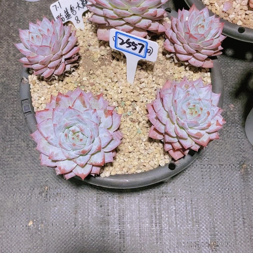 【闪购商品】晚***2557