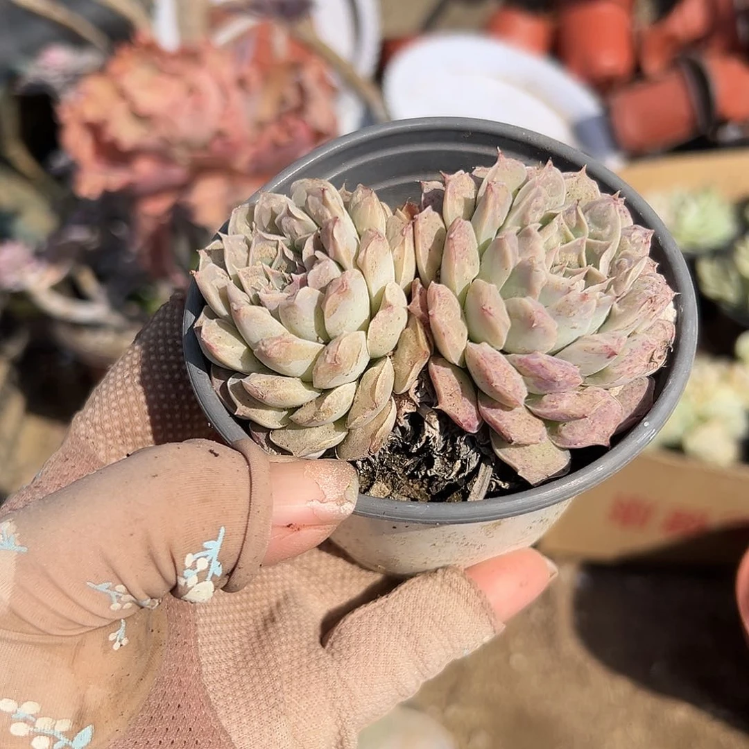 多肉植物多肉植物