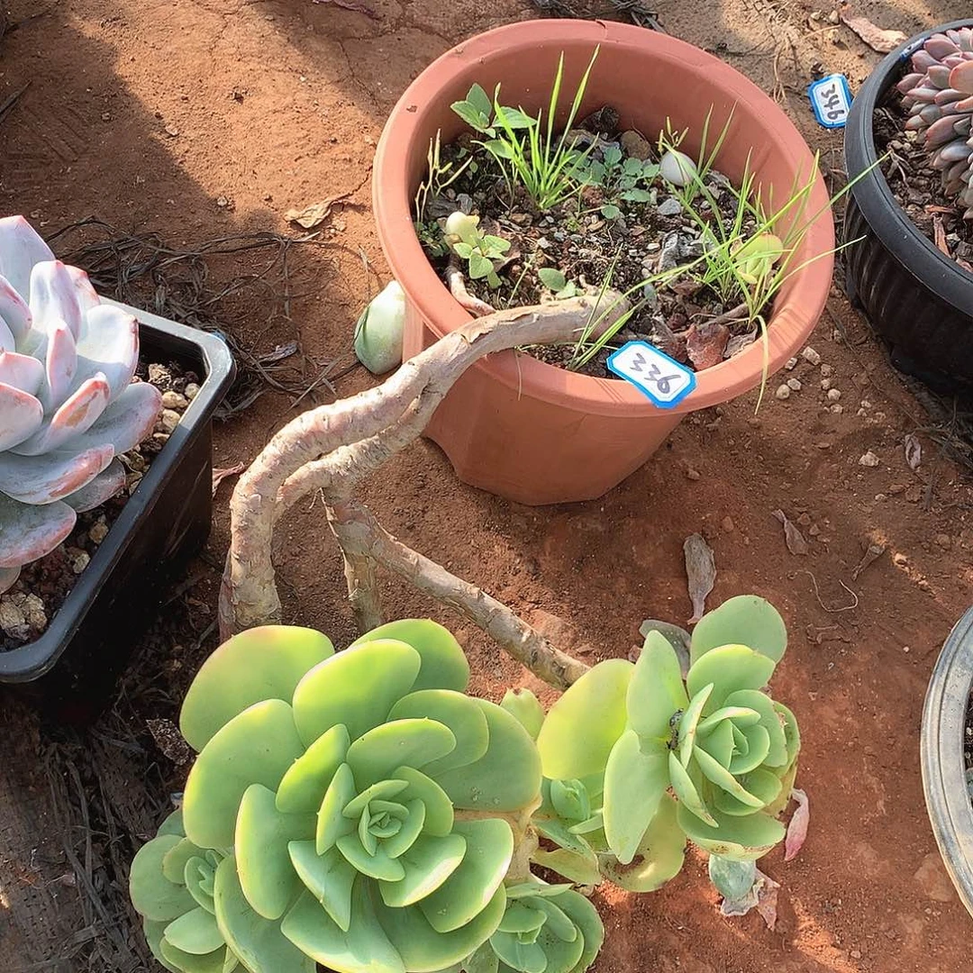 336碧桃一物一拍多肉