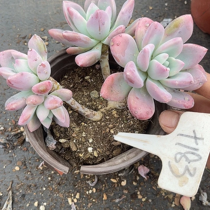 两单包邮，一物一拍奥普183