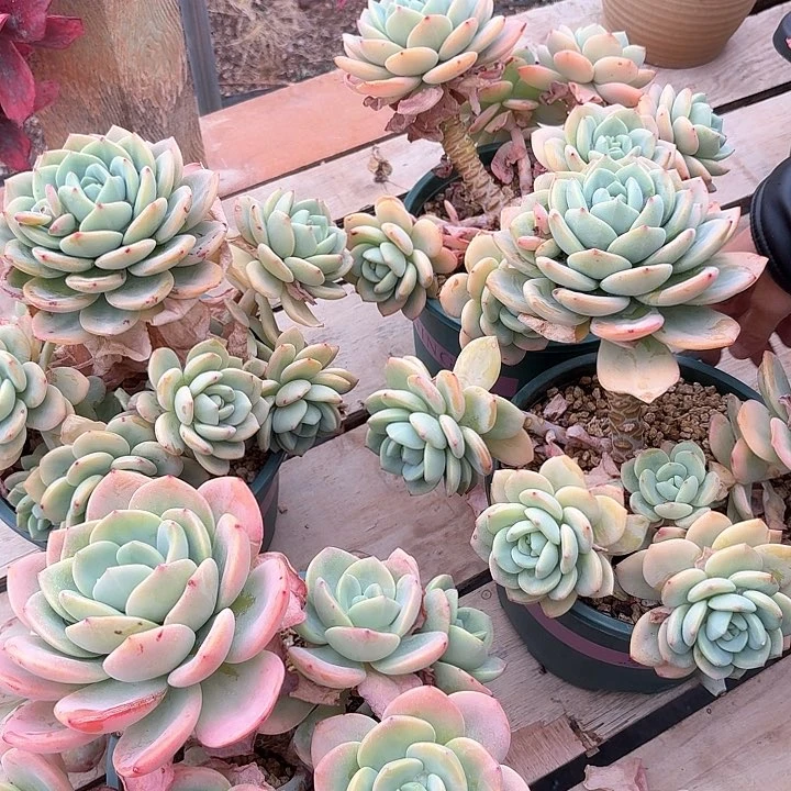 柚子茶多肉00000000