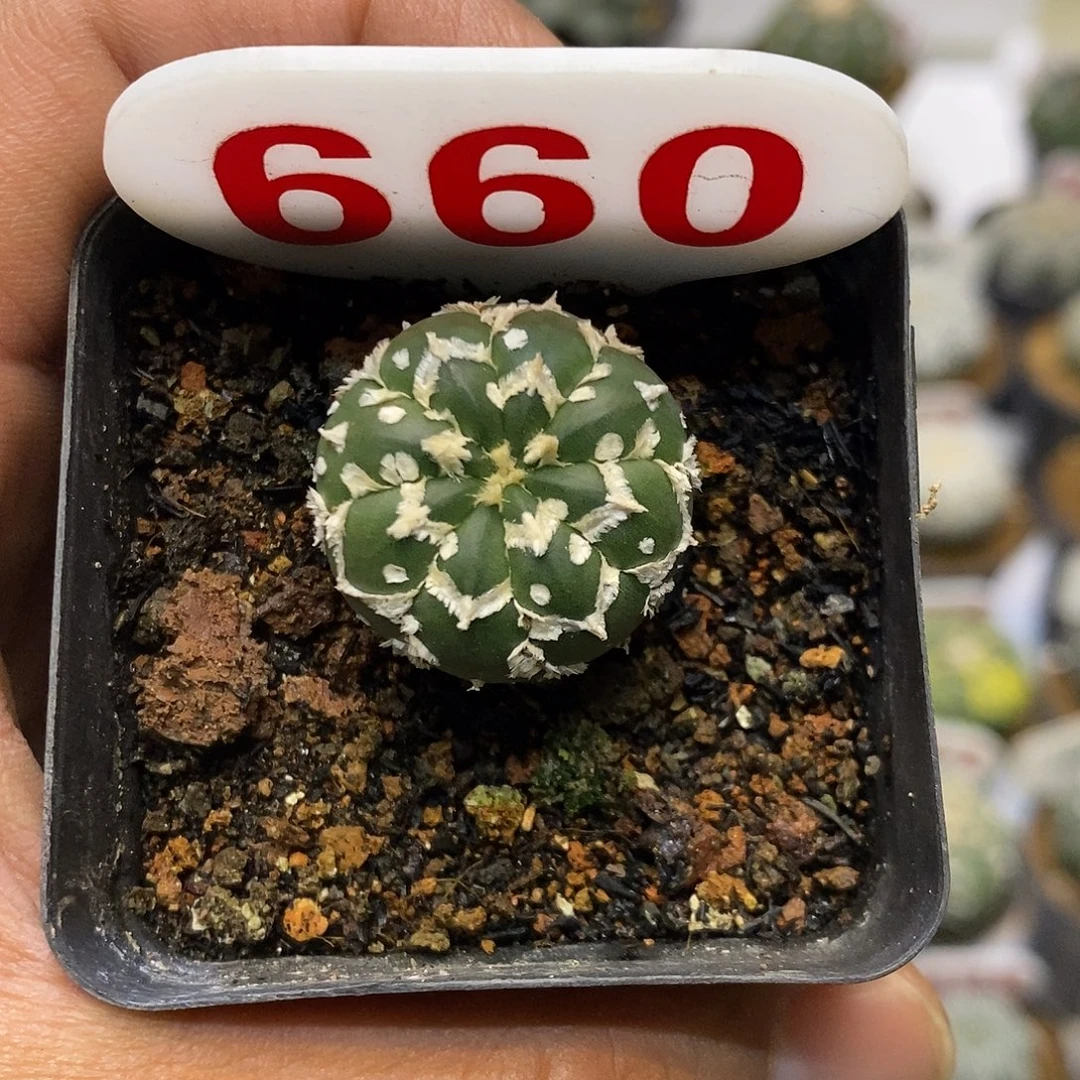 660特价啦生长纹特价啦